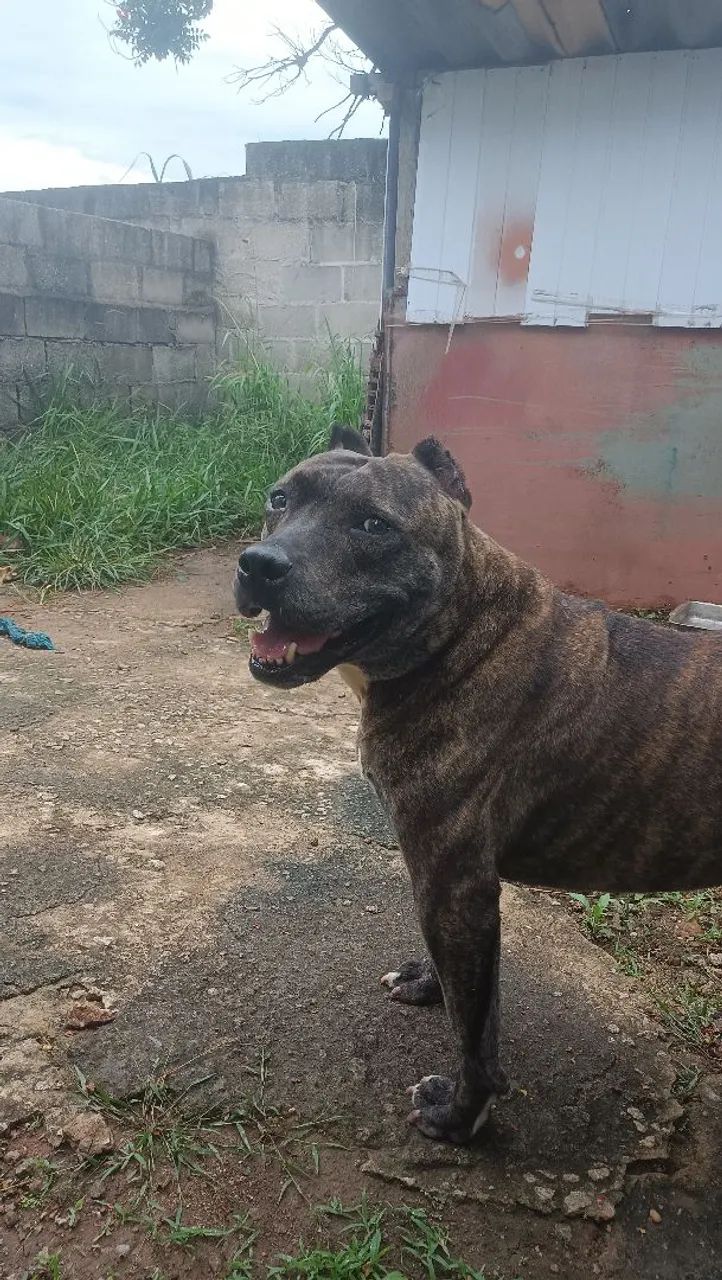 Pit Bull super dócil 