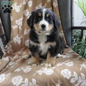 Bernese - Entrega Hoje - Últimos
