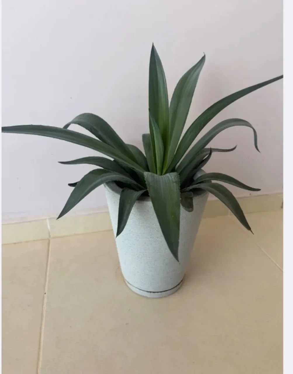 Planta com lindo vaso 