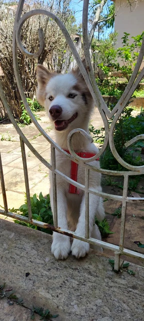 Cachorro - Foto 5