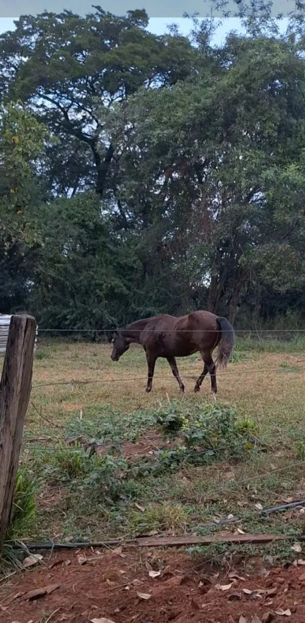 Cavalo QM - Foto 3