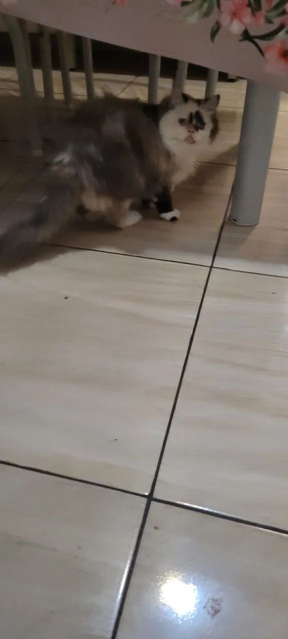 Gata persa - Foto 5