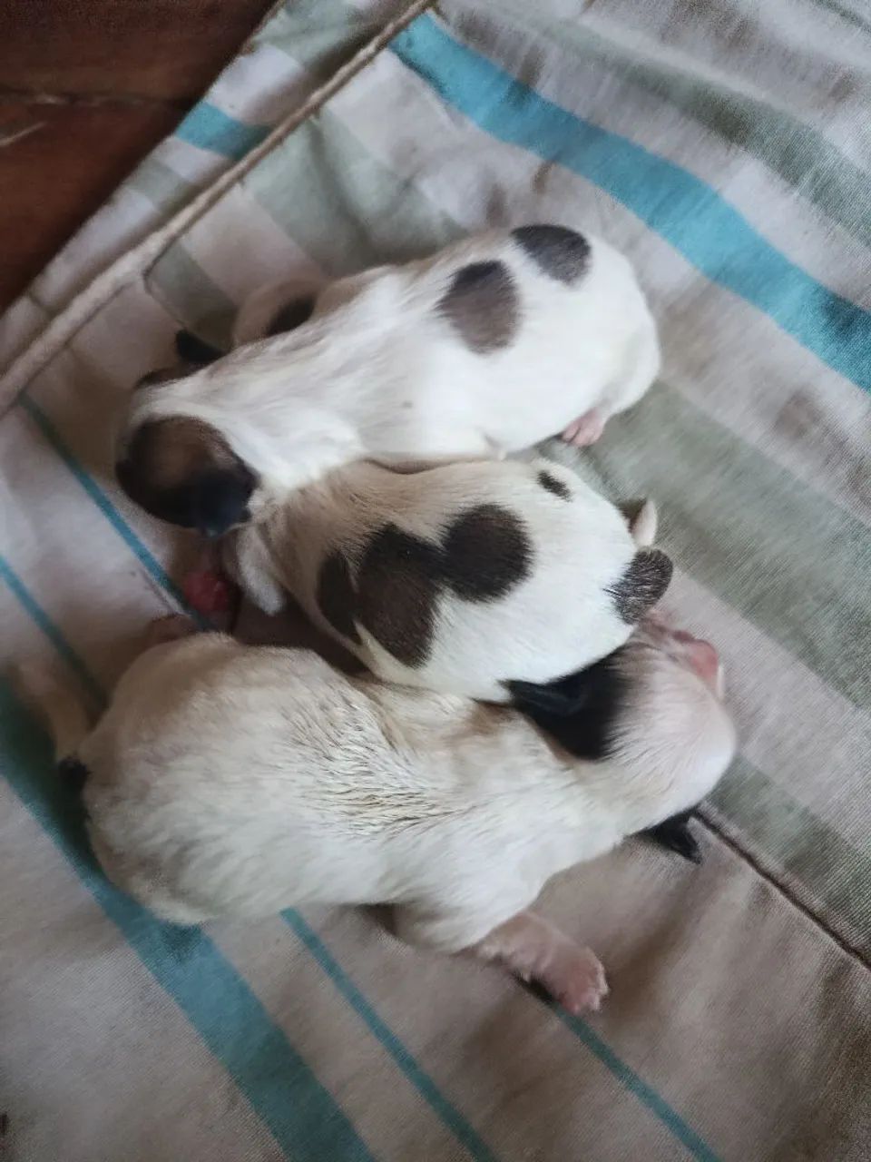 Filhotes de Shitzu  - Foto 2