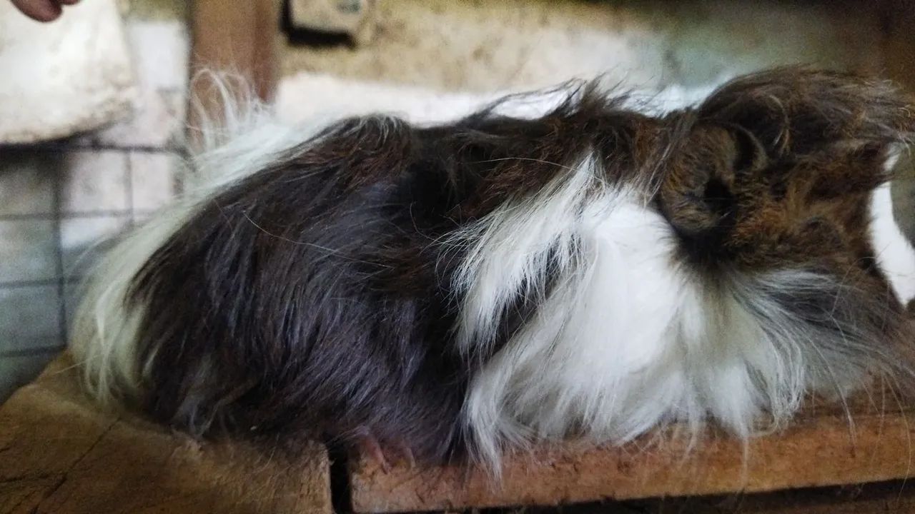 Porquinho da Índia (Preá) - Foto 4