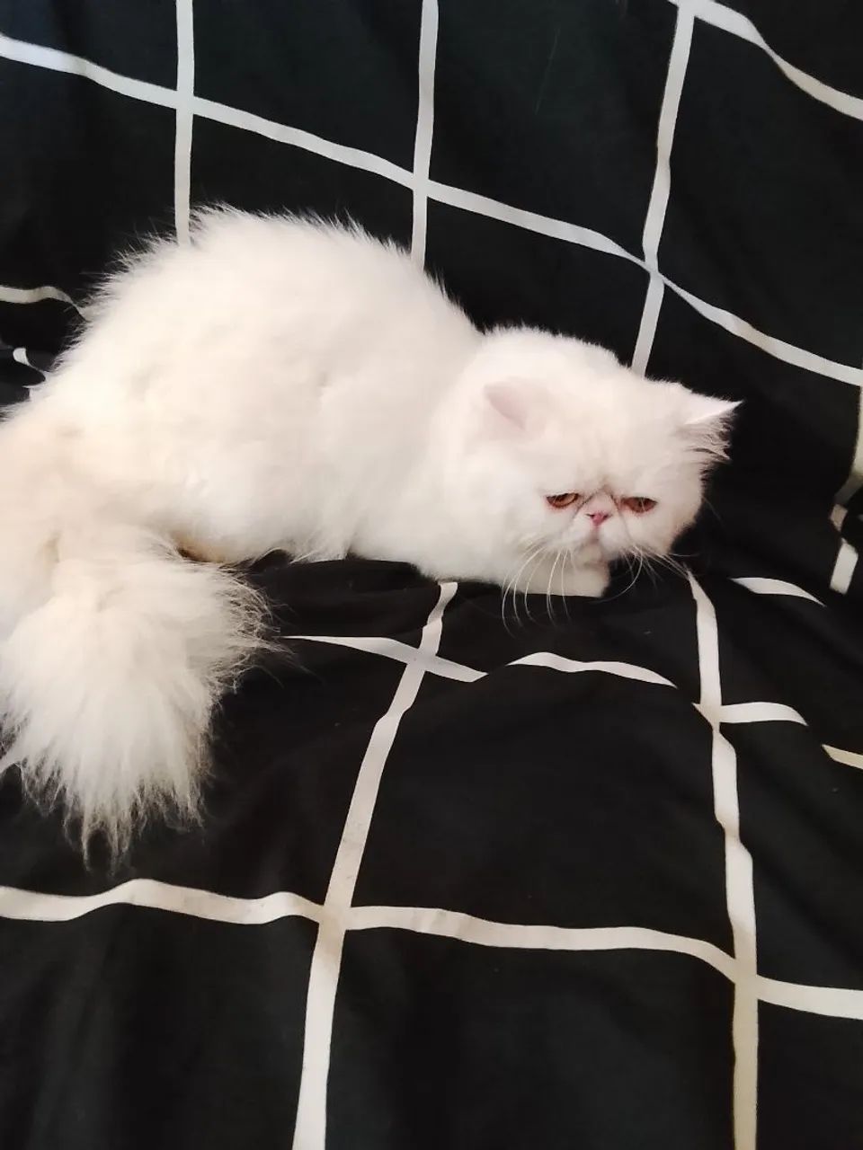 Gato persa garanhão  1 ano  - Foto 5