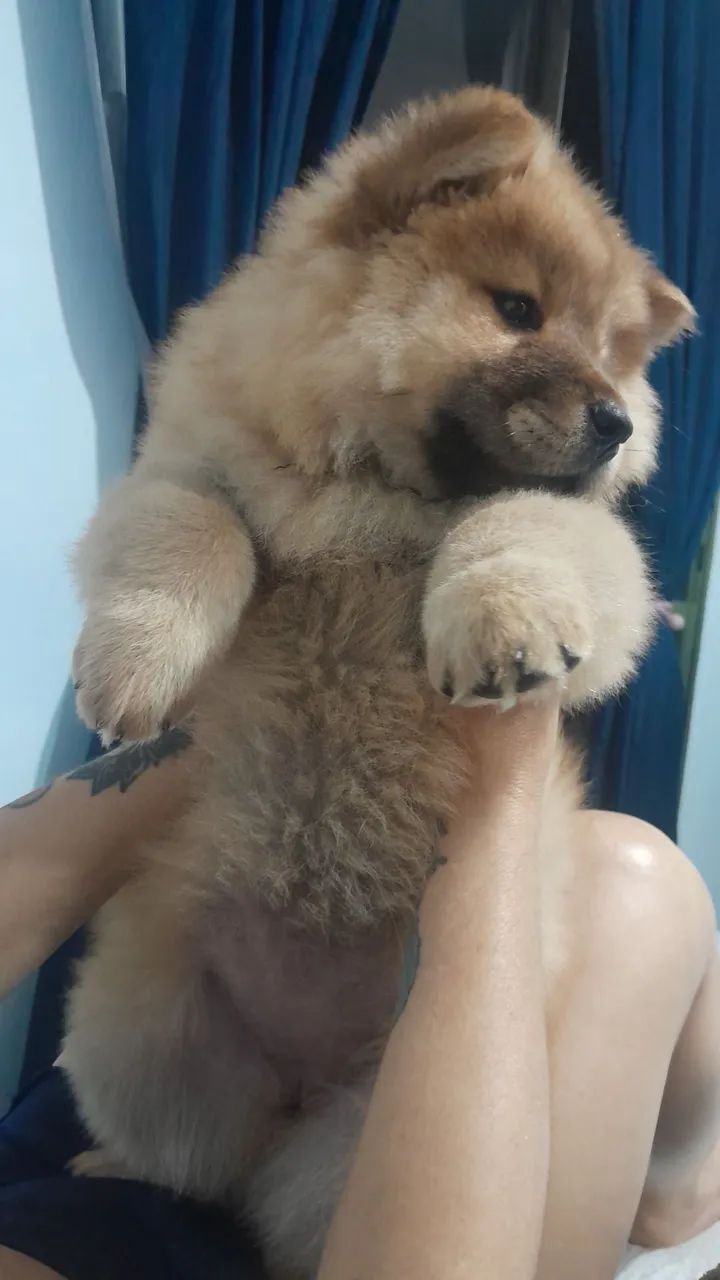 Pet - Foto 2