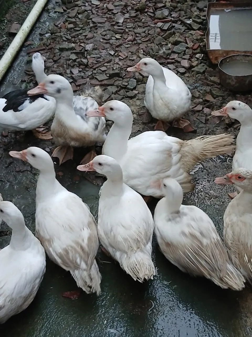 Vende-se Patos - Foto 2