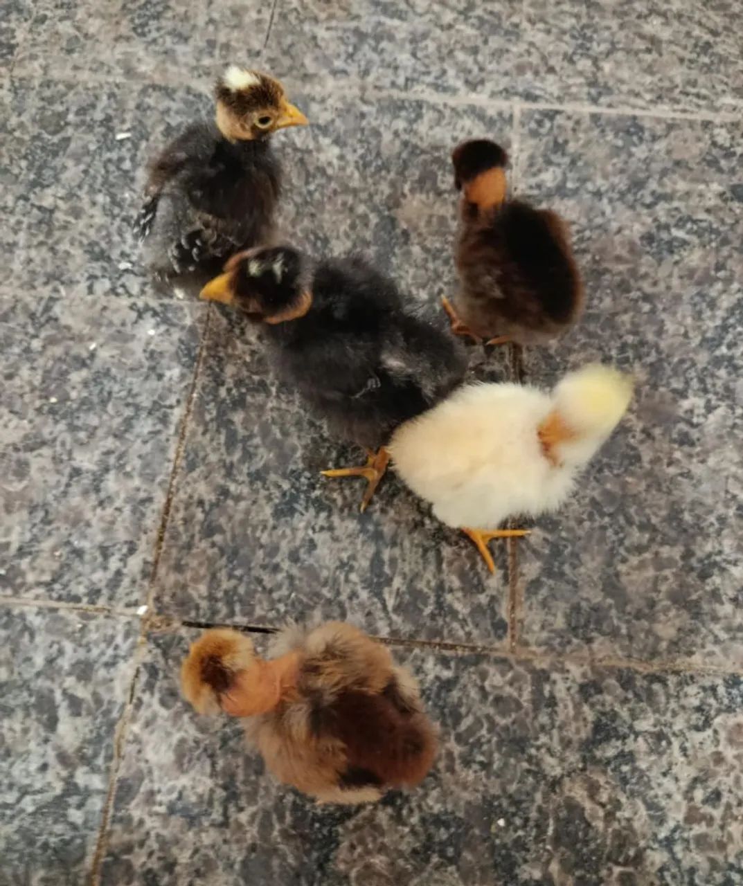 18 Pintinhos Pescoço Pelado  - Foto 2