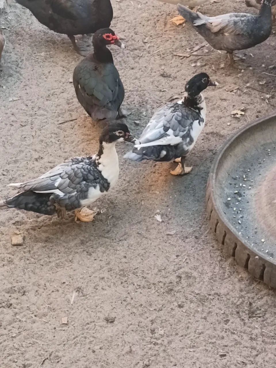 Patos - Foto 3