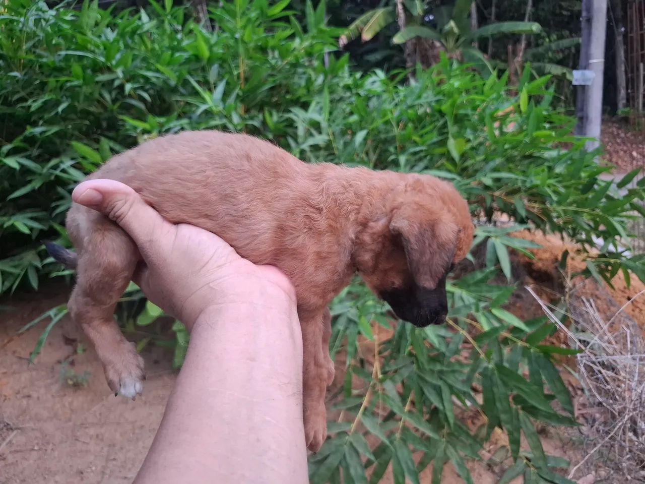 Doação responsável  - Foto 2