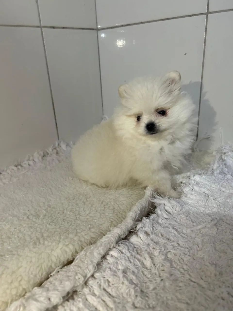 Spitz alemão anão  - Foto 3