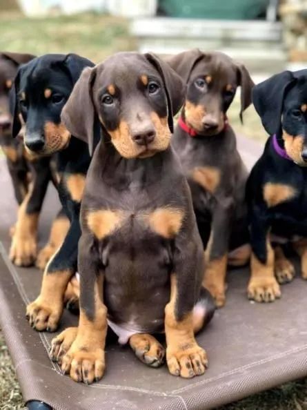 Doberman 