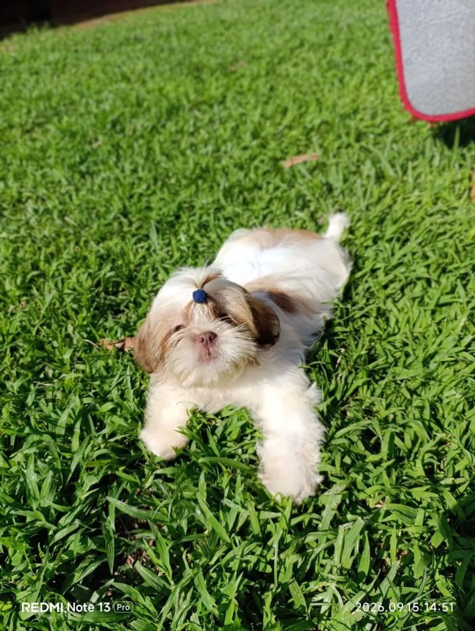 Shihtzu  - Foto 4