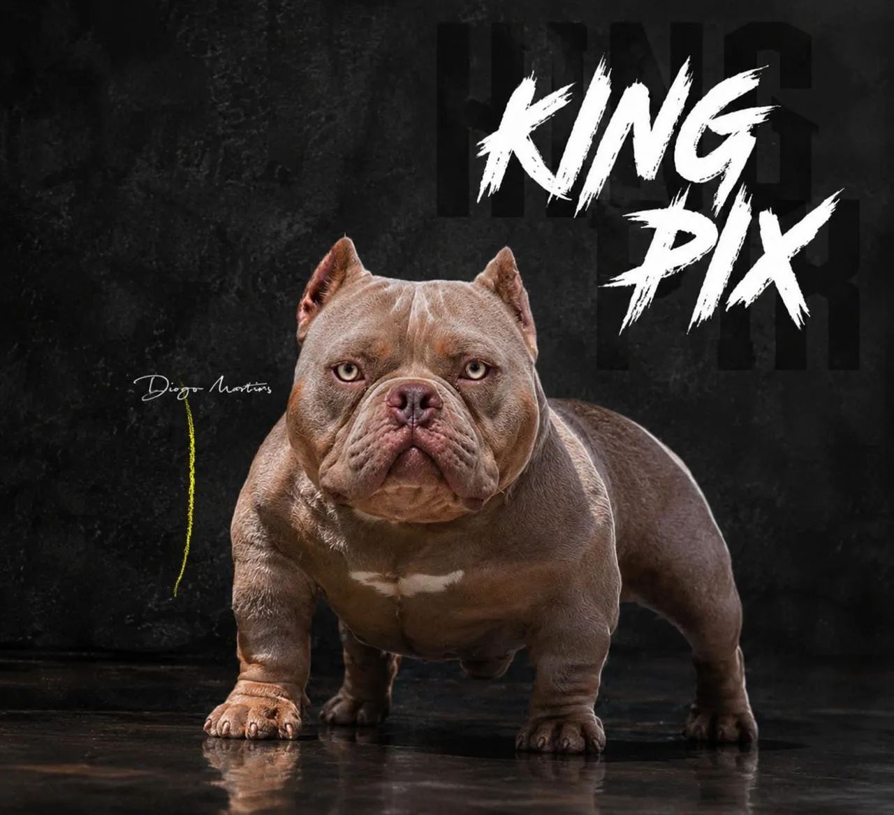 American bully padreador  - Foto 2