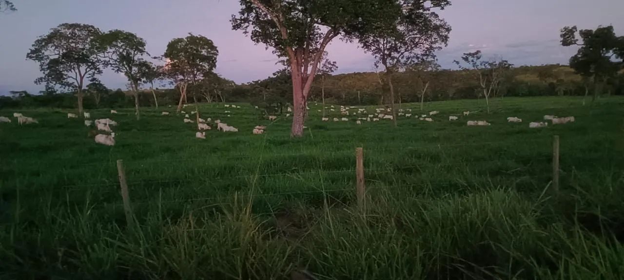 Fazenda com 155 alqueires a venda propriedade plana - Foto 5
