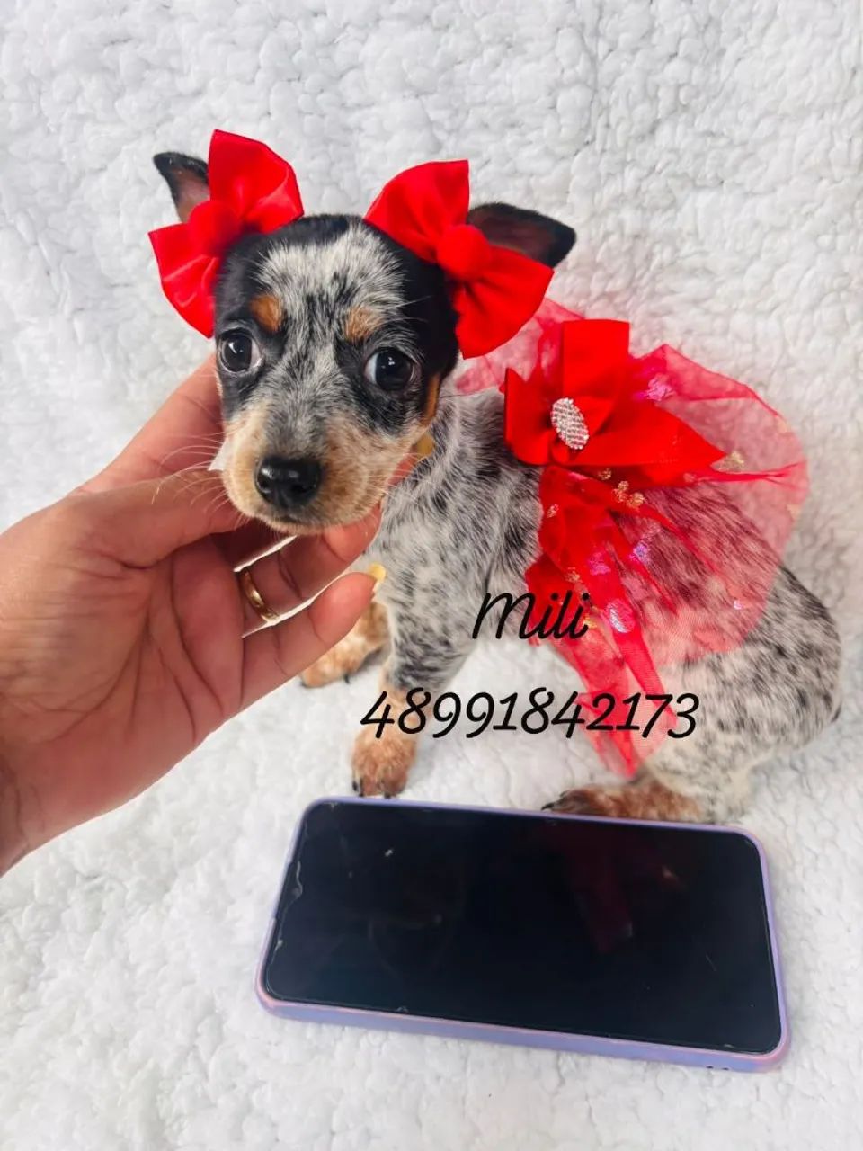 Lindas pinscher fêmeas  - Foto 2
