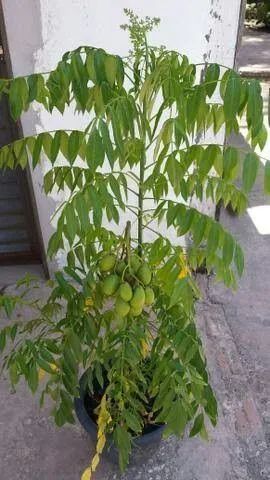 Cajamanga  - Foto 2