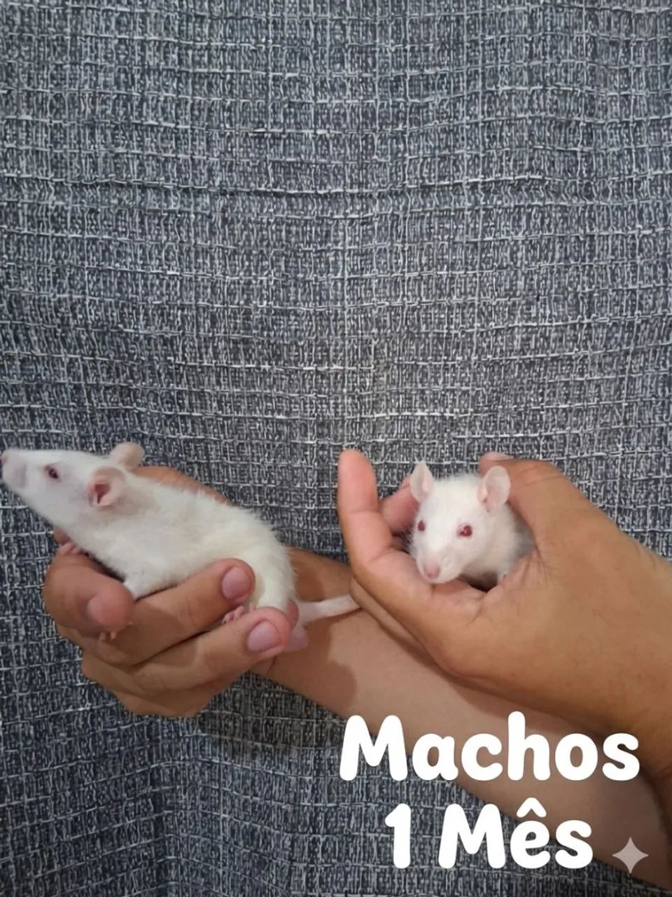 Ratos twister machos 1 mês praia grande/ baixada - Foto 5