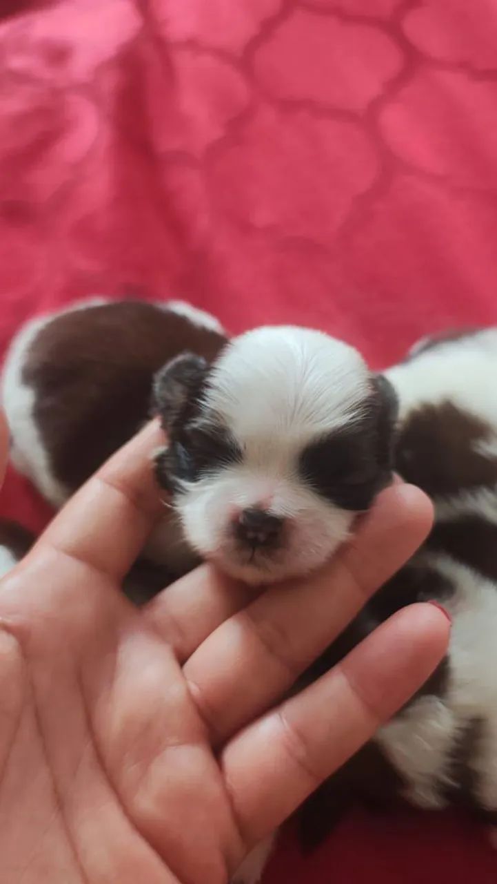 Lindos filhote de Shitzu - Foto 5