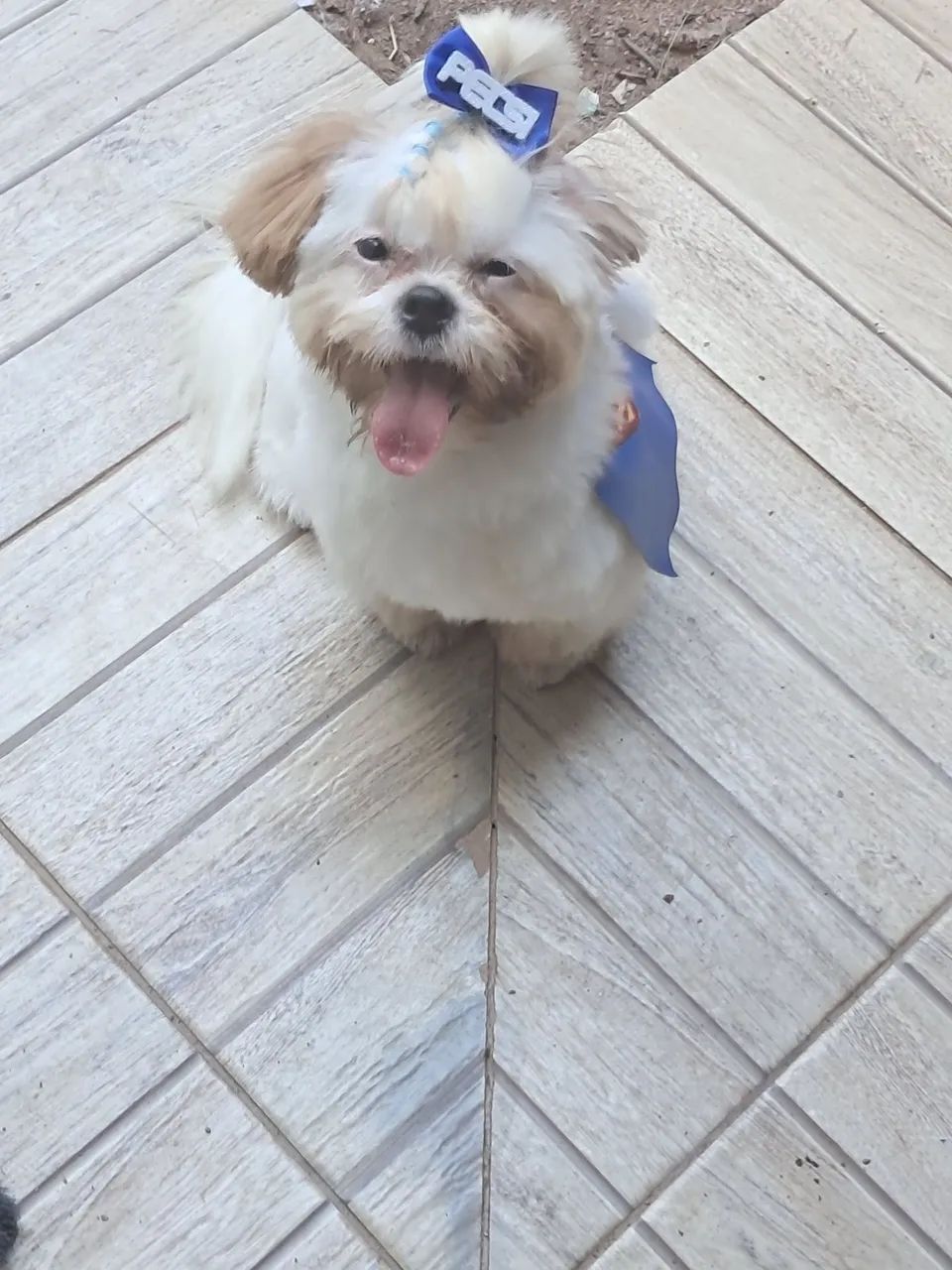 Shitzu 