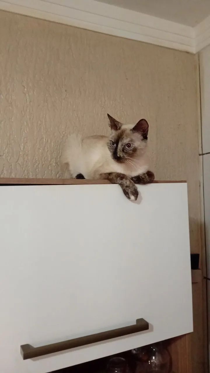 Animais de estimação  - Foto 3