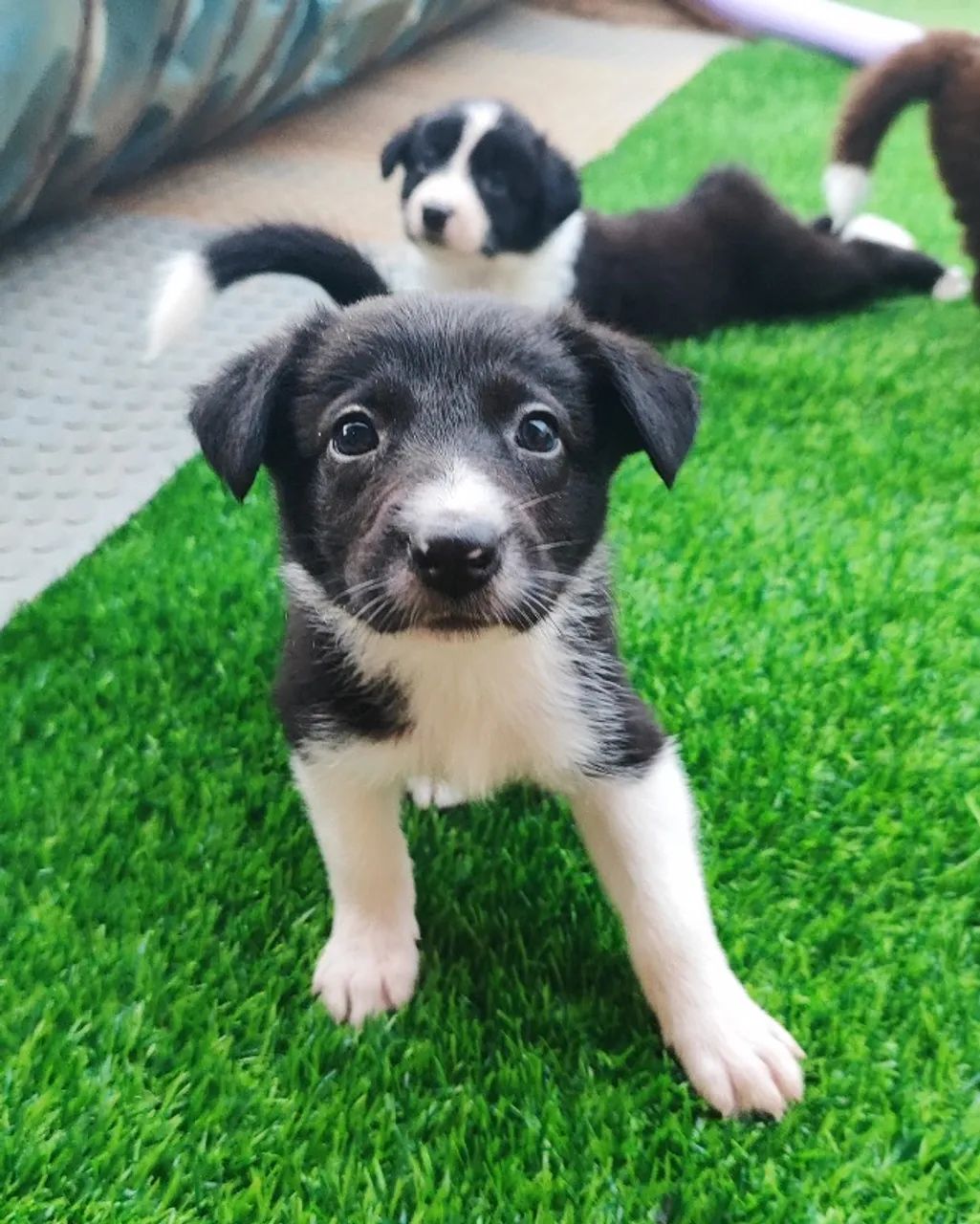 Filhote de Border Collie - Foto 3