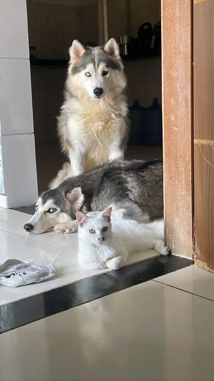 Husky siberiano 