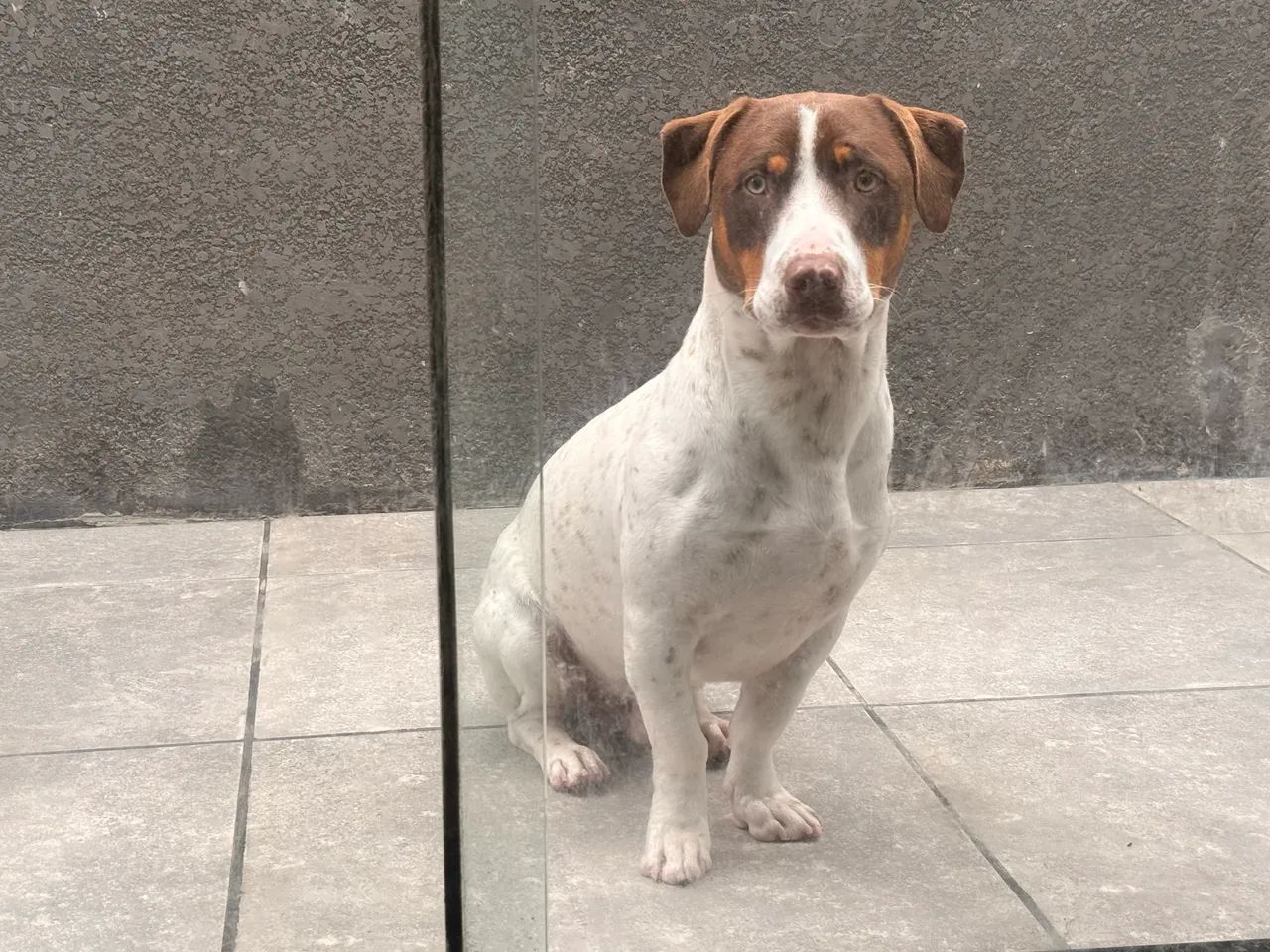 Adoção  - Foto 2