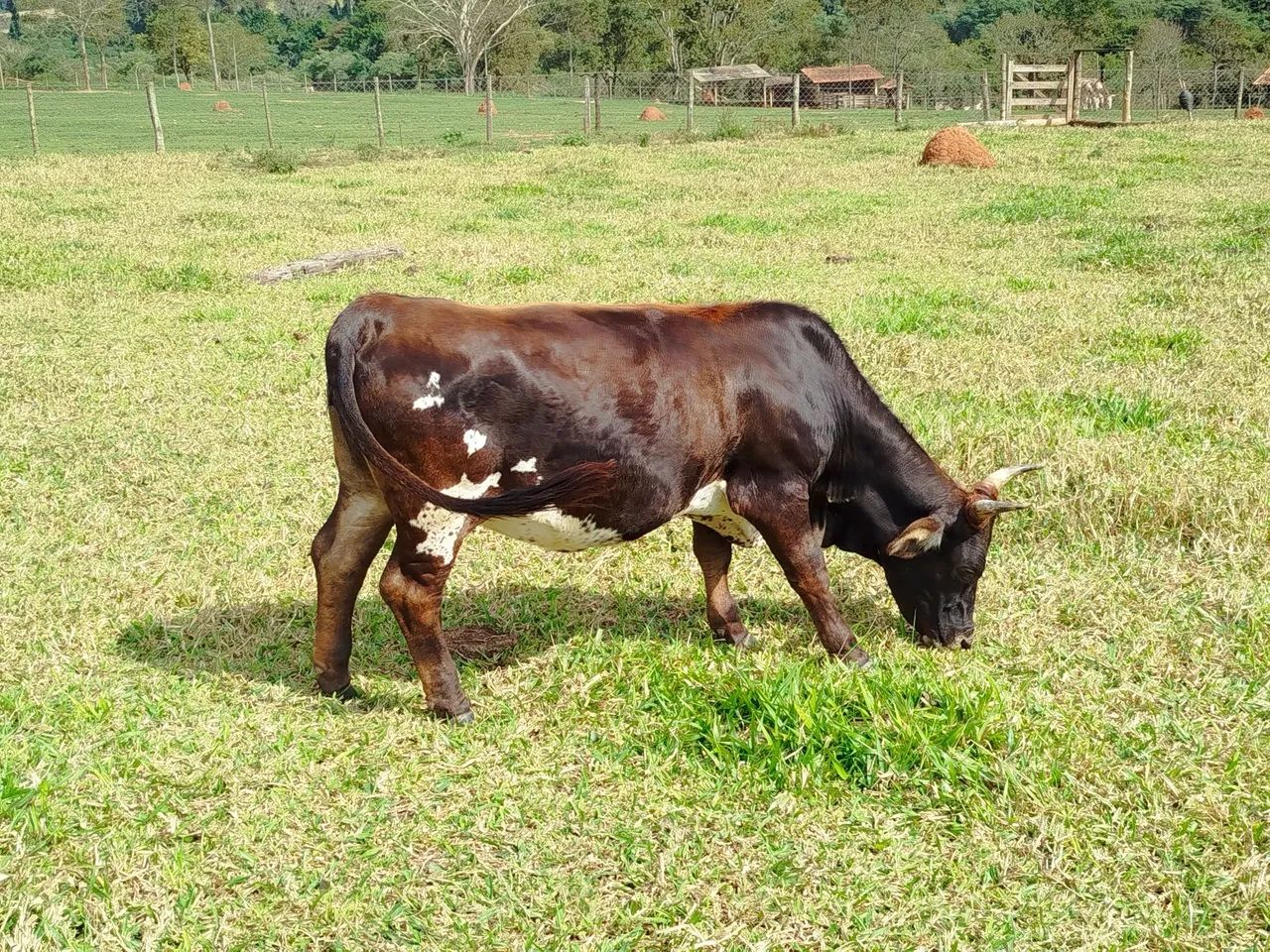 Mini vaca  - Foto 3