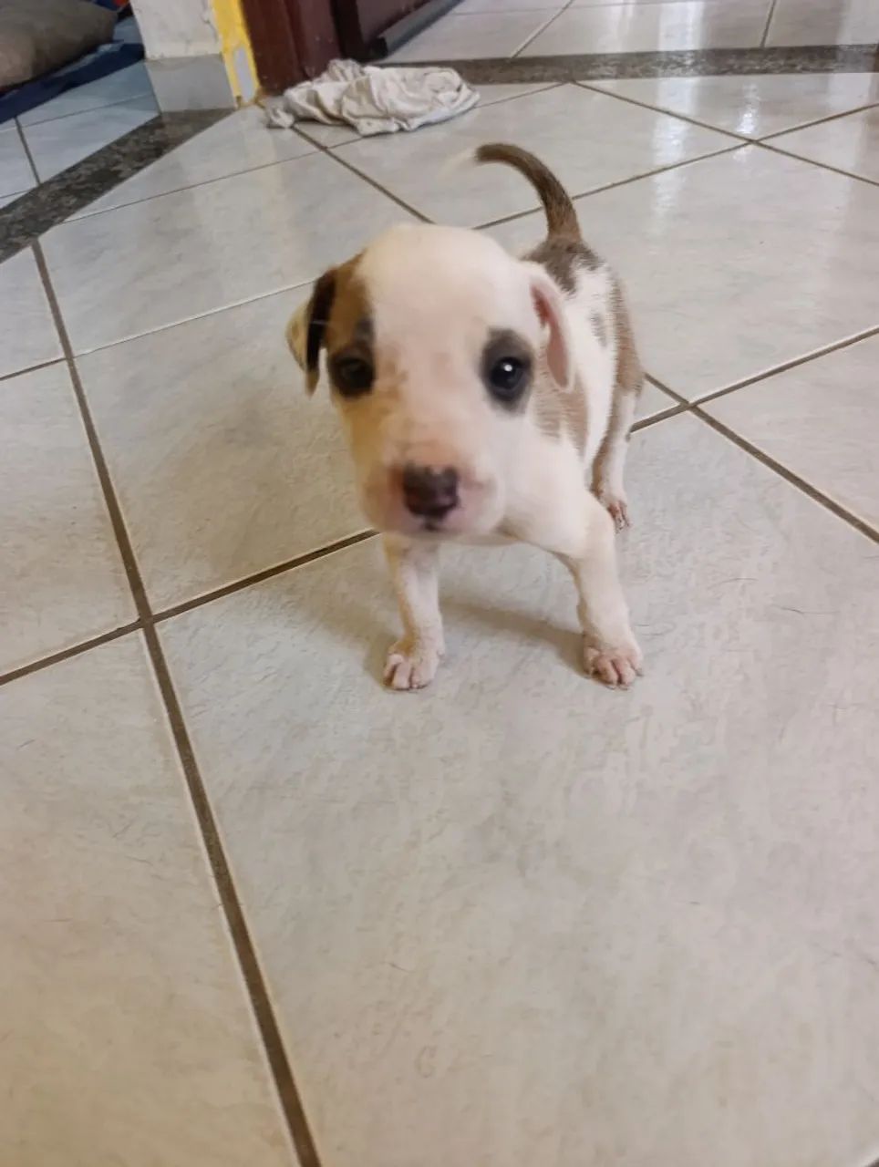 Cachorrinho  - Foto 3