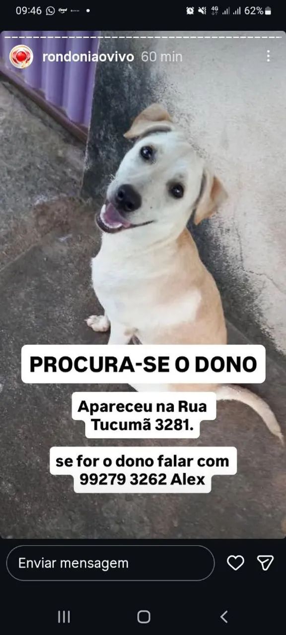 Cachorro achado