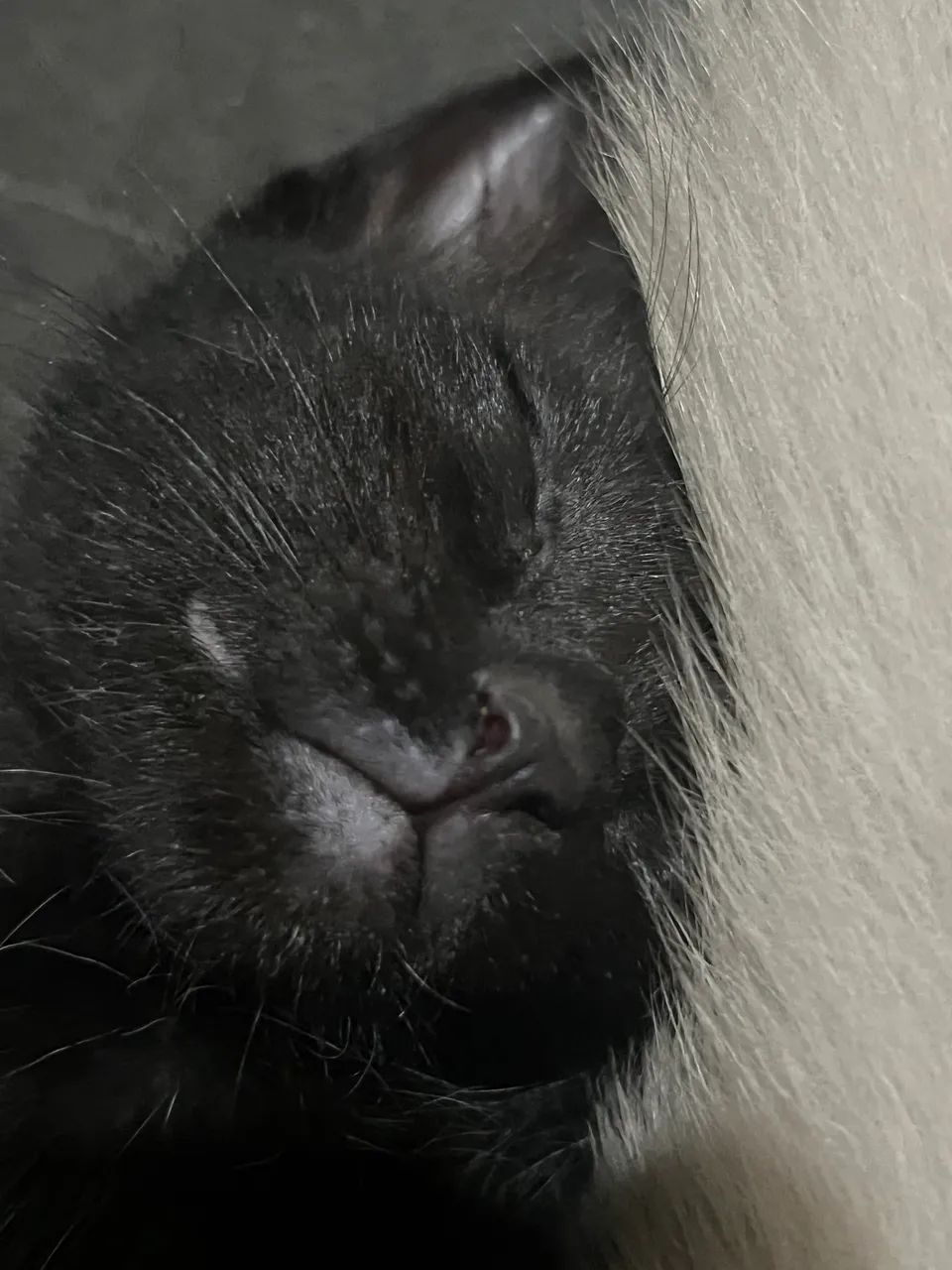 Doação de gatinhos ?