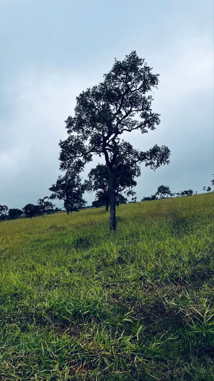 CHÁCARA À VENDA - OPORTUNIDADE - Foto 4