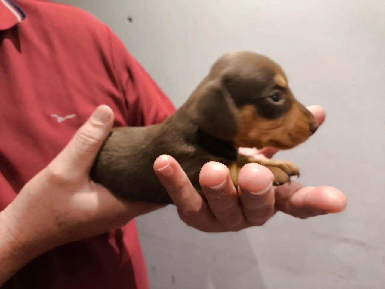 Dachshund machos  - Foto 5
