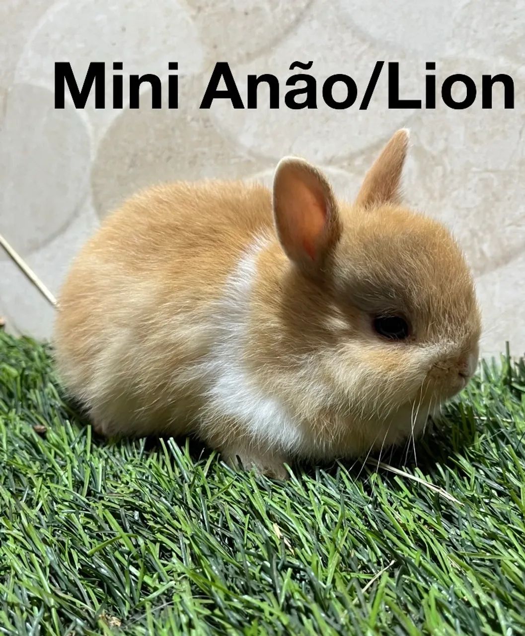 Mini coelhos  - Foto 3