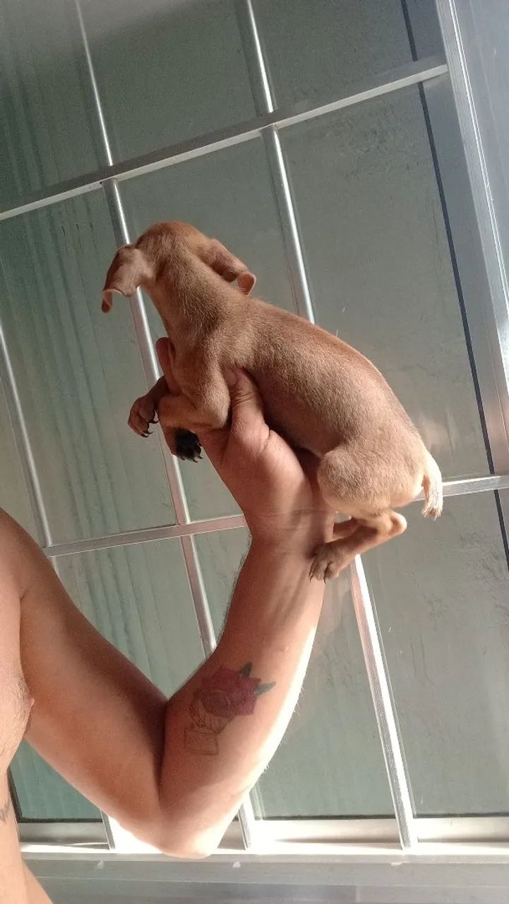 Pinscher fêmea  - Foto 4