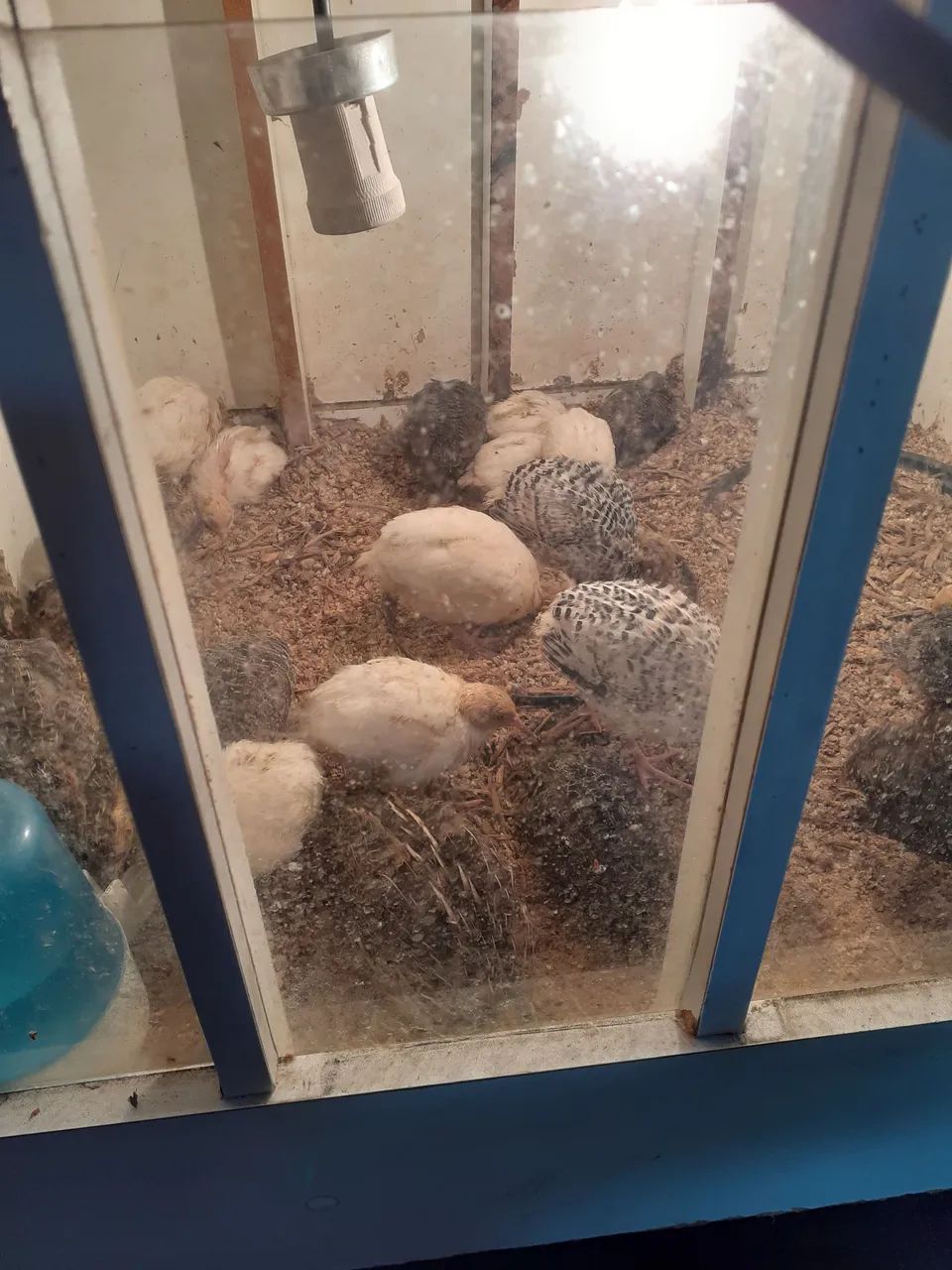 Codorna Gigante  - Foto 2