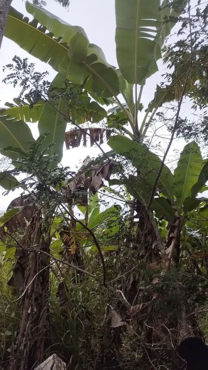 Sítio em Alagoa Nova as margens do Asfalto  - Foto 4