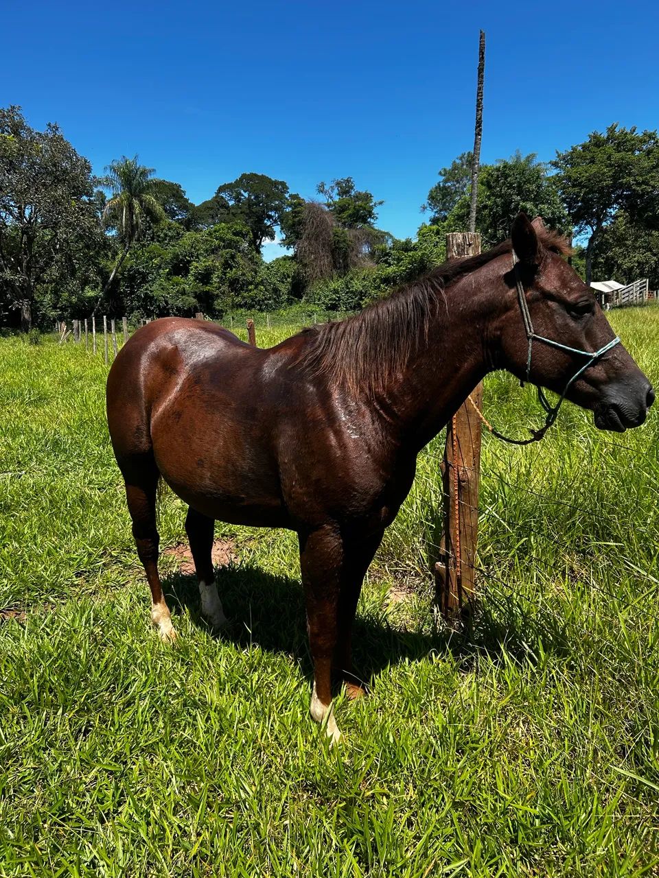 cavalo castrado  - Foto 4