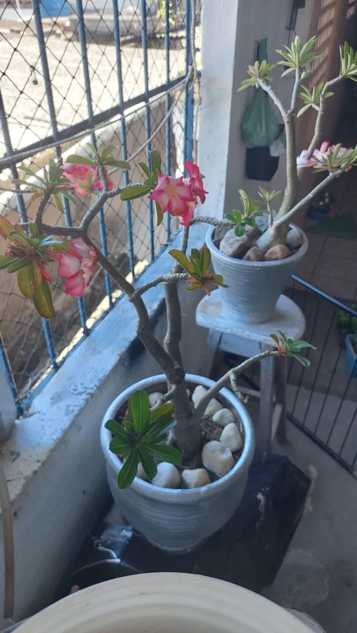 Flor do deserto com vaso M  - Foto 5
