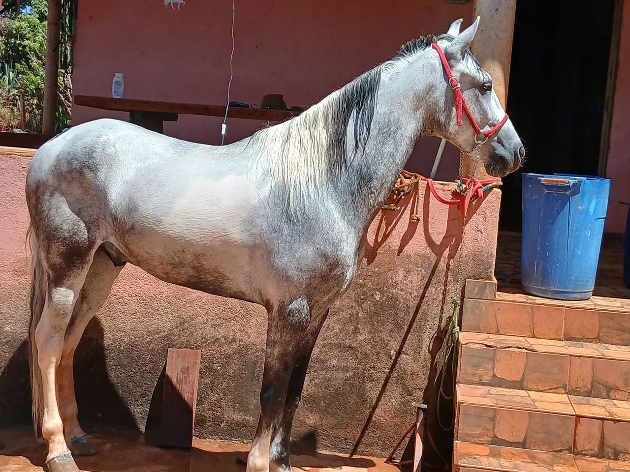Vendo cavalo marcha picada  - Foto 4