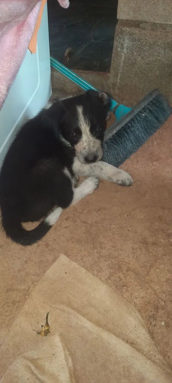 border collie - Foto 2