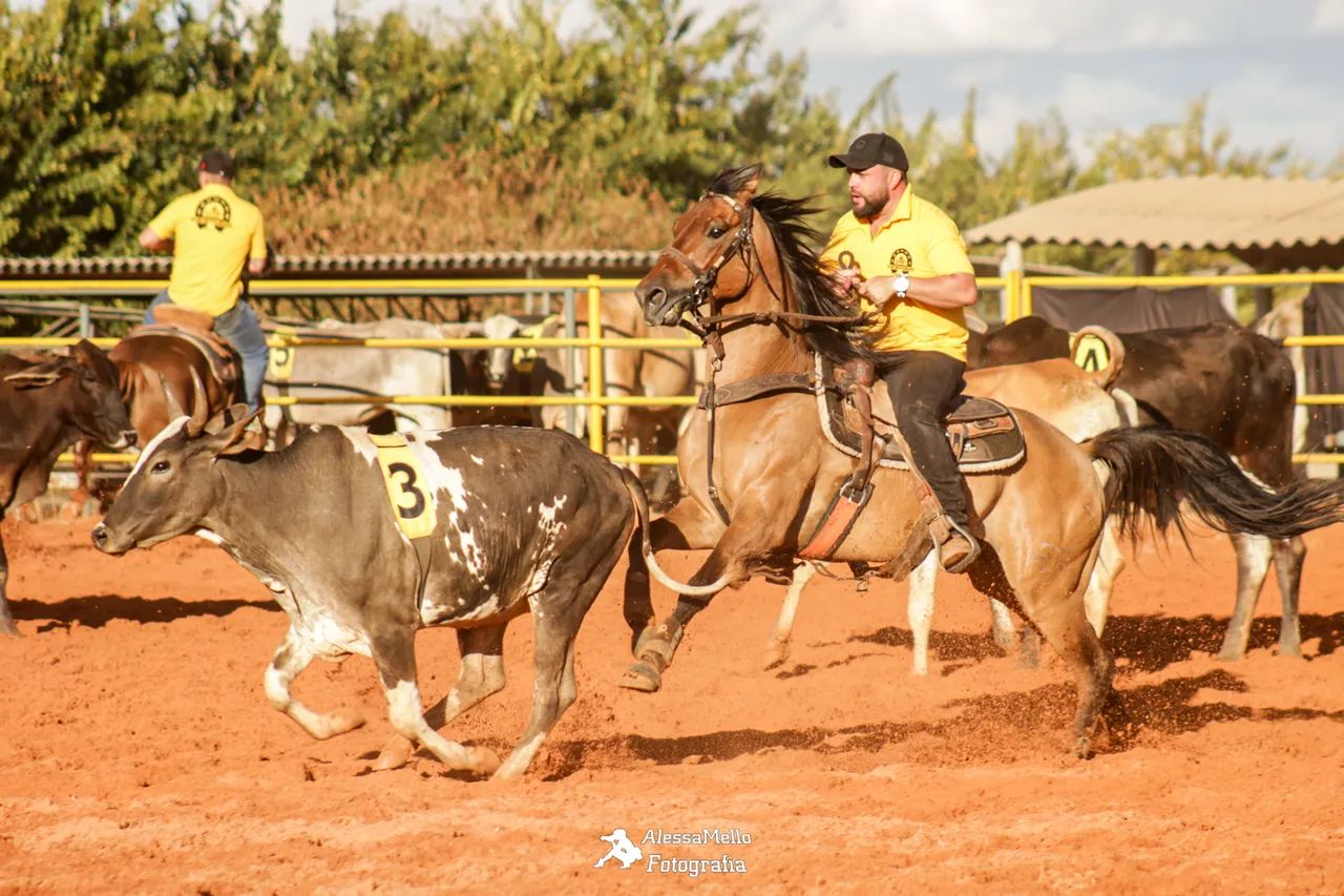 Cavalo quarto de milha  - Foto 5