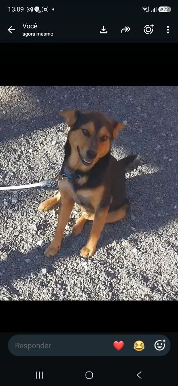Doação cachorro