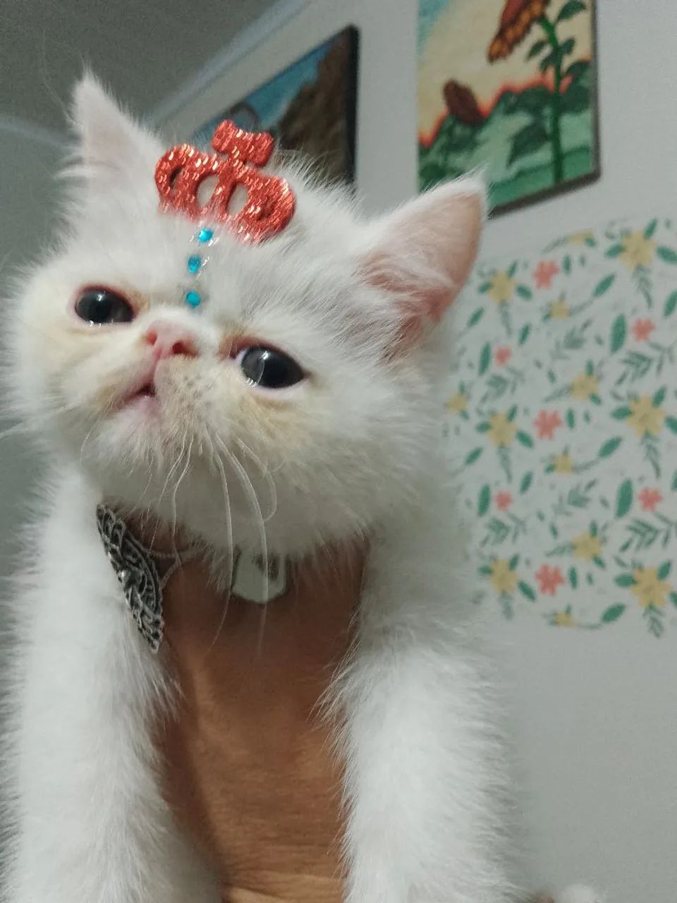 Gatinho persa exótico
