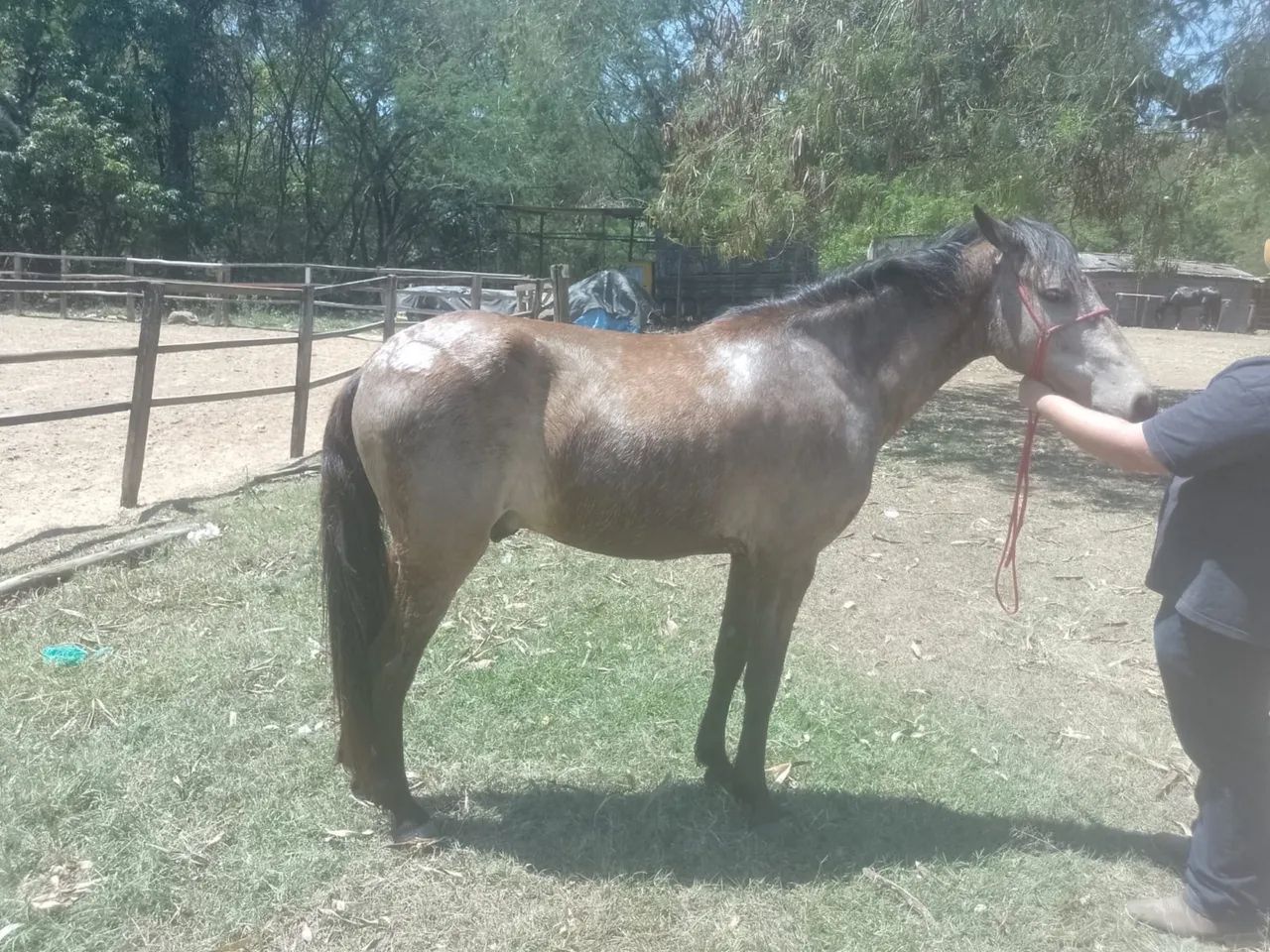 Vendo cavalo manga larga 