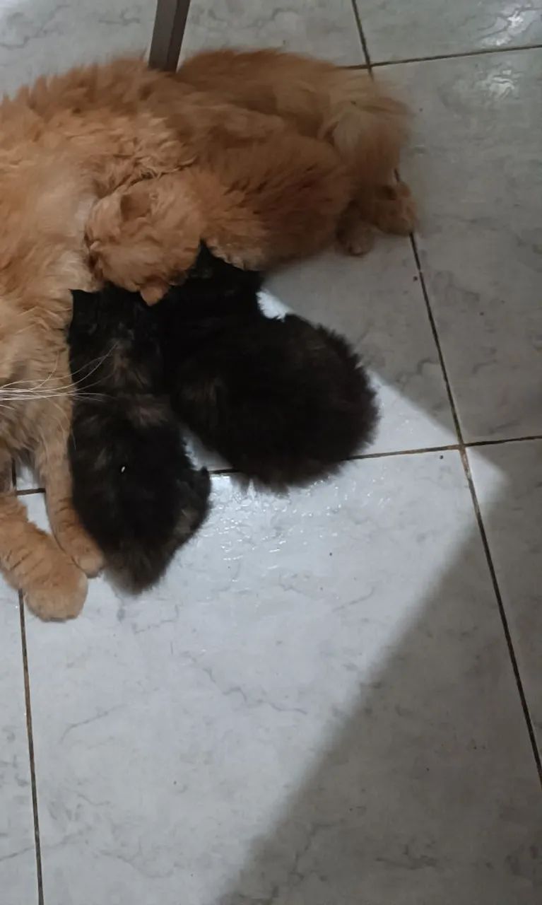 Gato persa - Foto 3