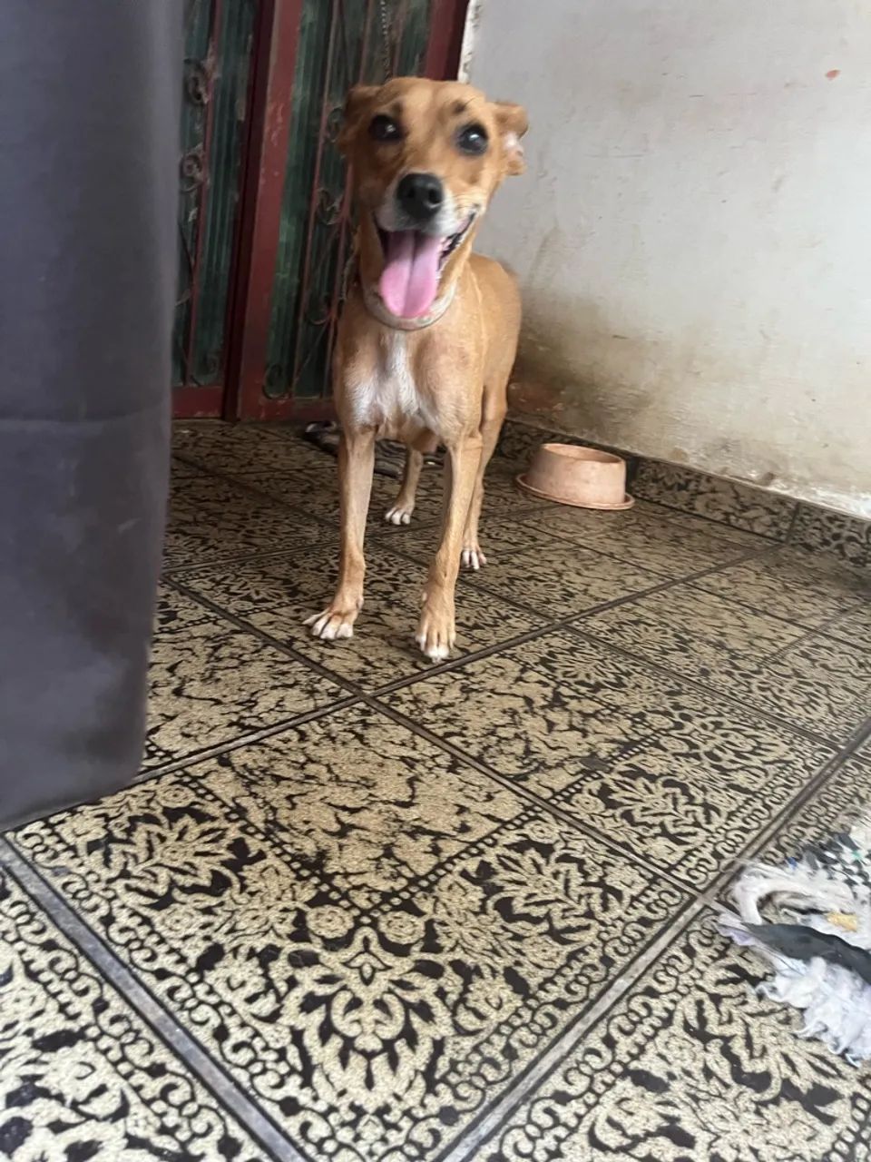 Doação filhotes - Foto 4