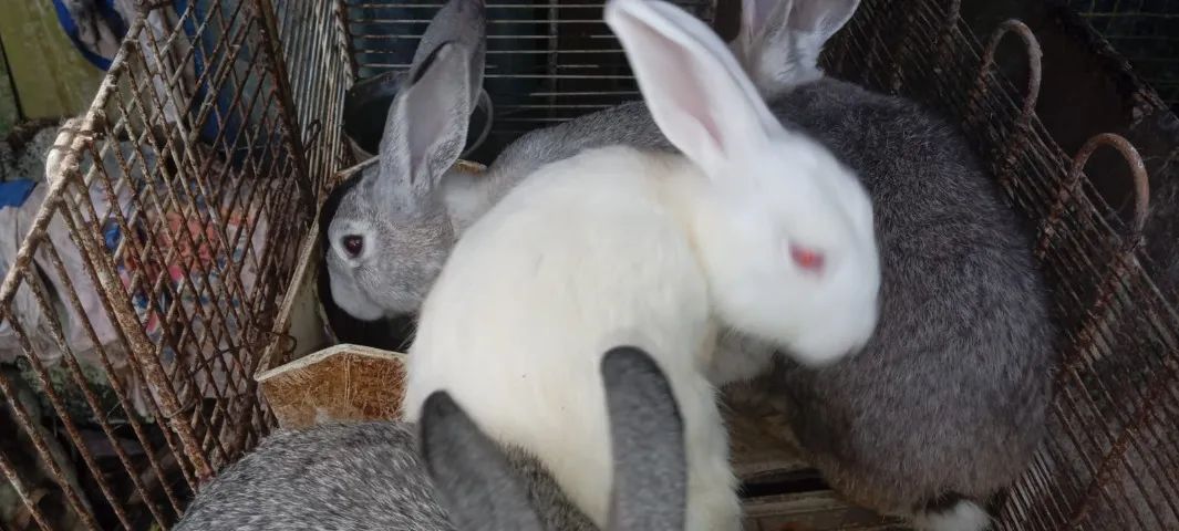 Coelhos da Raça Rex adultos - Foto 5