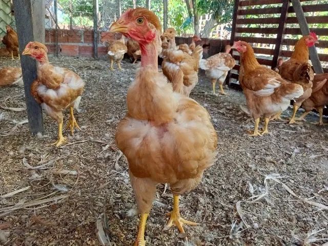 Frango vivo $ 70  - Foto 3